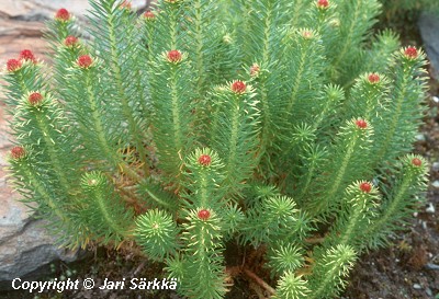  Rhodiola semenovii